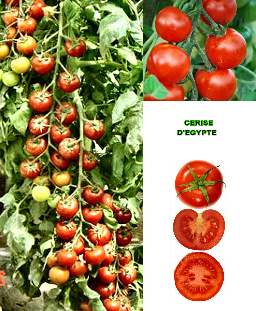 heirloom tomato 10 graines de tomate bio Rose de Sibérie une belle découverte