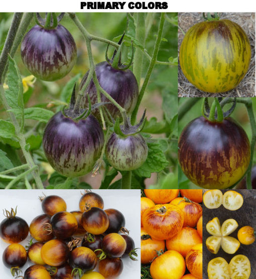 Magic Garden Seeds Tomates Charnues Anciennes - Ensemble de